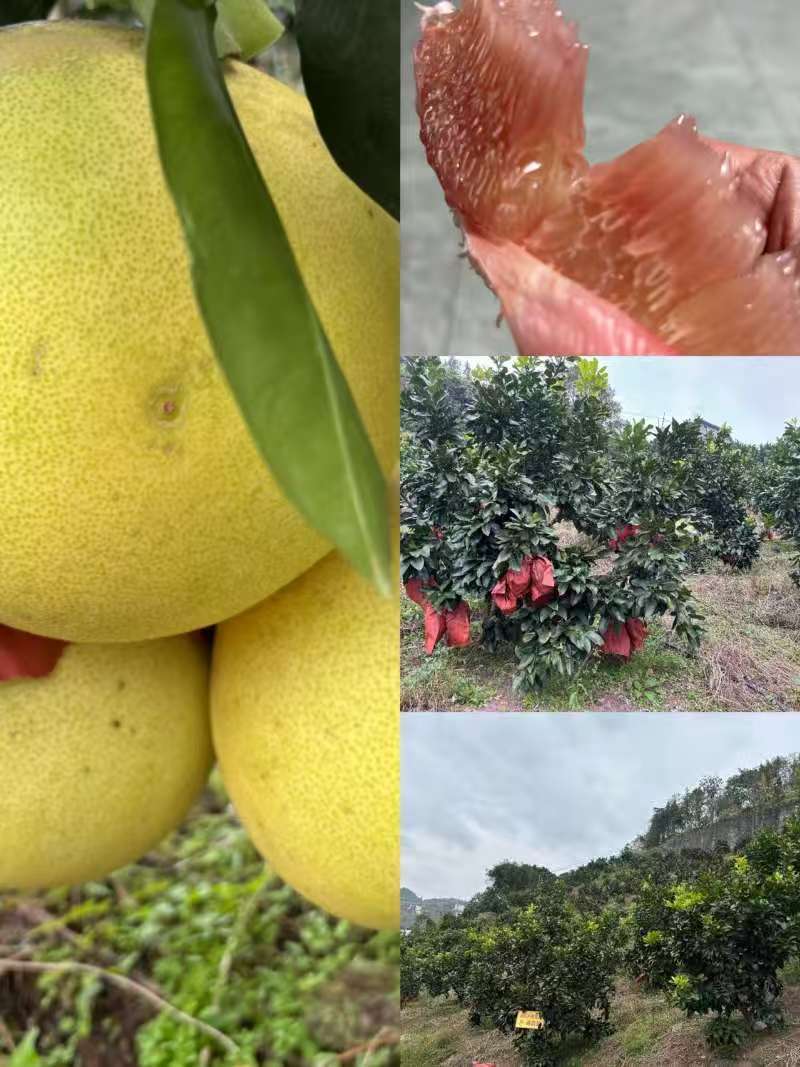 吃柚子!吃柚子! 生态红柚现场销售(采摘)